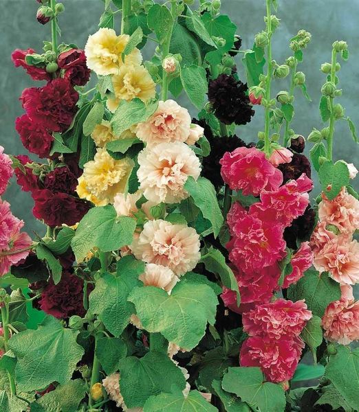Alcea Rosea mix farieb
